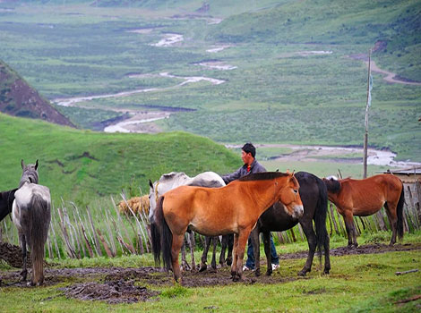 nangchen horse and tibetan mountain habitat