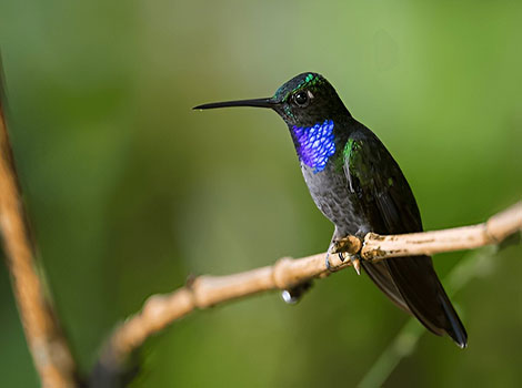 napo sabrewing hummingbird and nectar feeding
