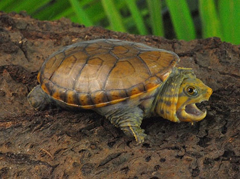 narrow-bridged mud turtle and freshwater habitat adaptation
