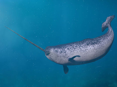 narwhal tusk and Arctic habitat