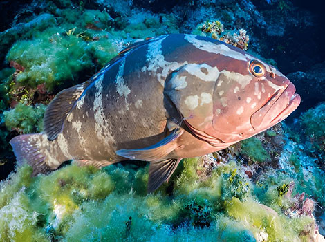 nassau grouper fish and coral reef habitat