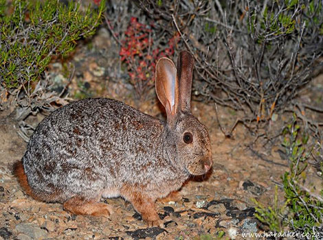 natal red rock hare and South African rocky habitat