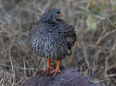 natal spurfowl bird and savanna grassland