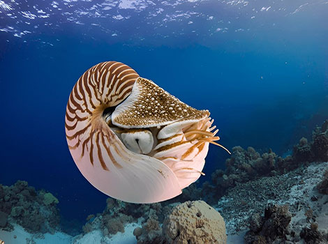 nautilus shell and deep ocean habitat