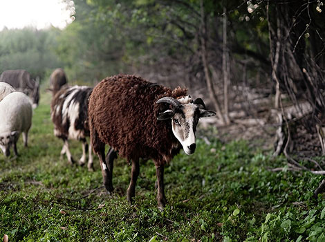 navajo churro sheep and arid American Southwest