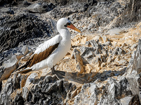 nazca booby seabird and galapagos habitat