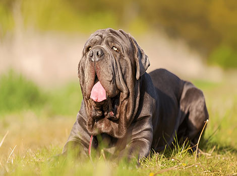 neapolitan mastiff and Italian countryside