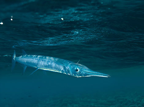 needlefish and coastal waters