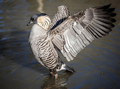 nene goose and Hawaiian grasslands