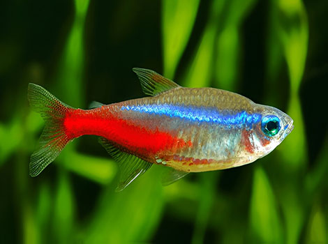 neon tetra fish and amazon river habitat