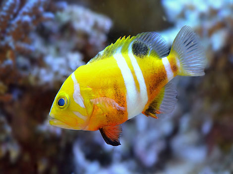 neptune grouper fish and deep reef habitat