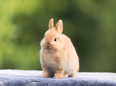 netherland dwarf rabbit and meadow habitat