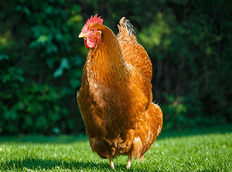 new hampshire red chicken and backyard farm environment