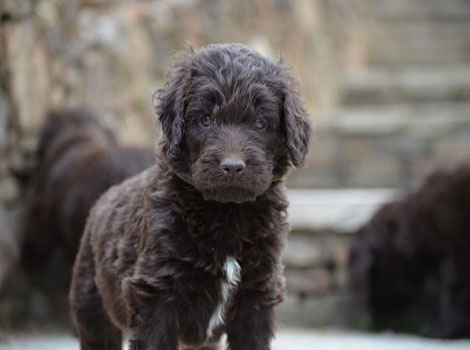 newfoundland dog by water and thick coat adaptation