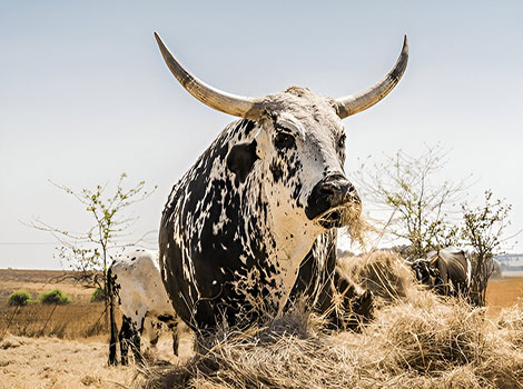 nguni cattle and African grasslands