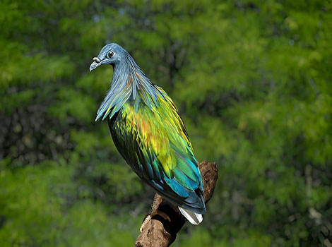 nicobar pigeon bird and island habitat