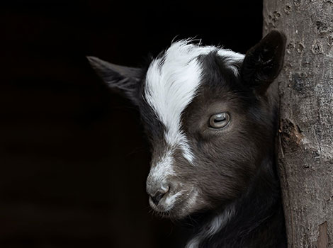 nigerian goat and West African savanna