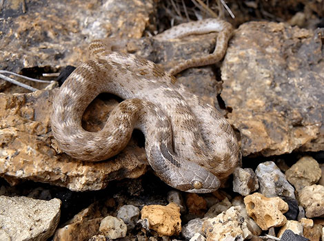 night snake and camouflage in desert habitat