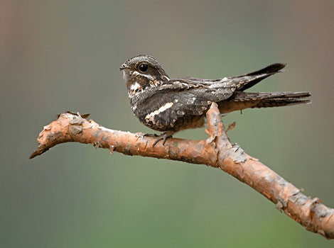 nightjar bird and nocturnal camouflage