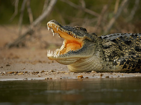 nile crocodile and African river habitat