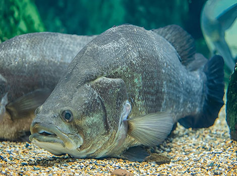 nile perch fish and african freshwater habitat