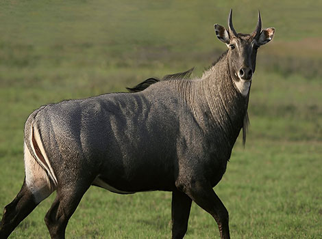 nilgai antelope and Indian grassland