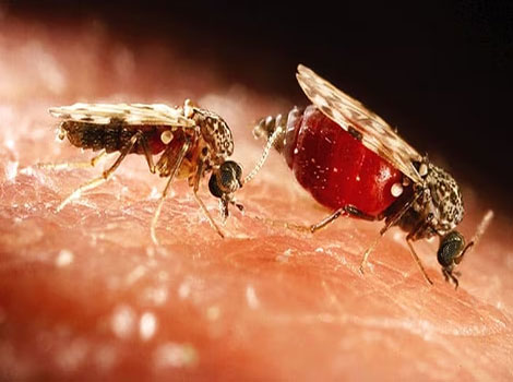no see ums insect and microscopic biting midges