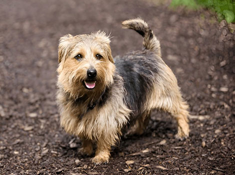norfolk terrier and countryside habitat