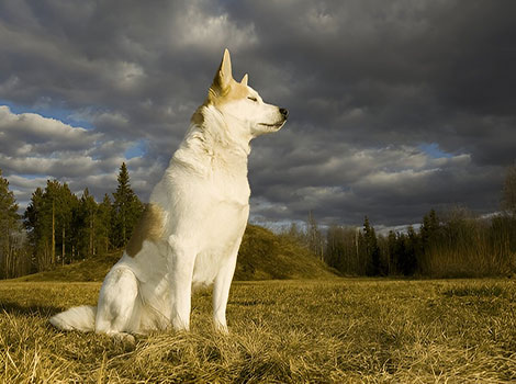 norrbottenspets hunting dog and Scandinavian forest