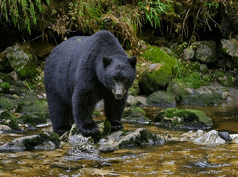 north american black bear and dense forest habitat