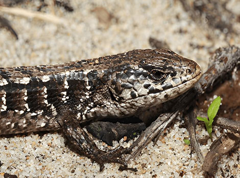 northern alligator lizard and rough scales in forest habitat