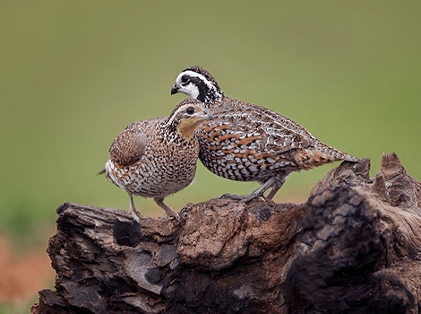 northern bobwhite quail and grassland habitat