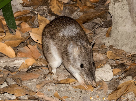 northern brown bandicoot and grassland foraging