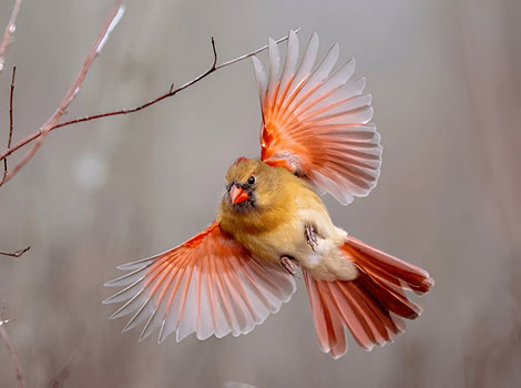 northern cardinal bird and backyard habitat