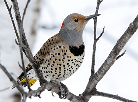 northern flicker woodpecker and tree foraging