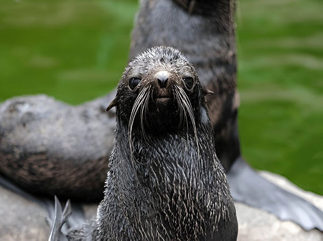 northern fur seal and rocky shoreline habitat