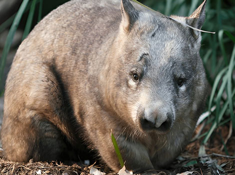 northern hairy-nosed wombat and burrow habitat