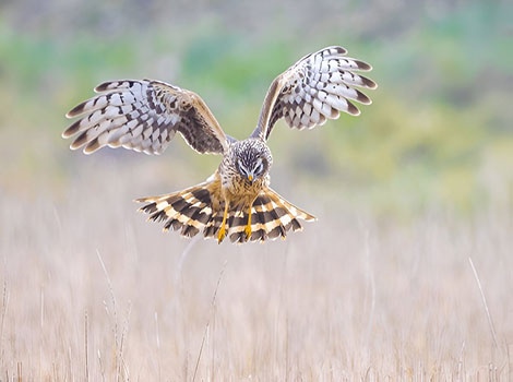 northern harrier raptor and hunting flight