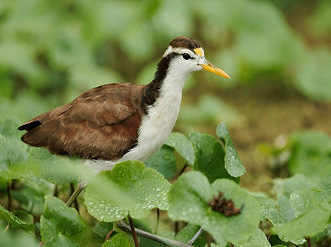 northern jacana bird and lily pad walking