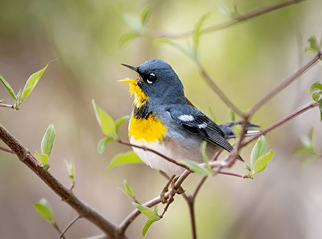northern parula warbler and mossy habitat