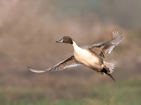 northern pintail duck and wetland habitat