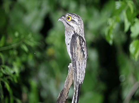 northern potoo bird and nocturnal camouflage