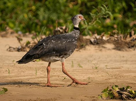 northern screamer bird and wetland habitat