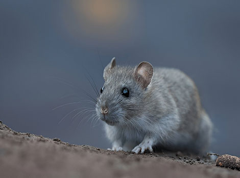norway rat and urban habitat