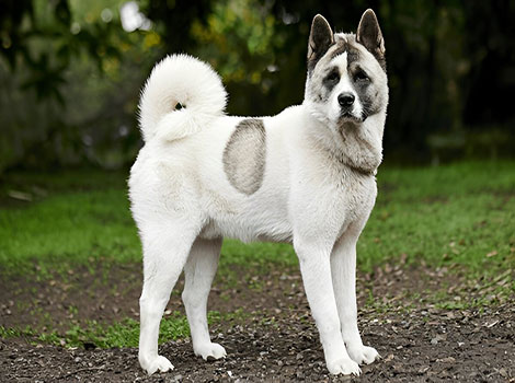 norwegian buhund and herding farm