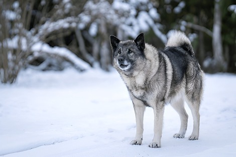 norwegian elkhound and Scandinavian forest