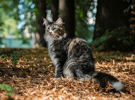 norwegian forest cat and tree habitat