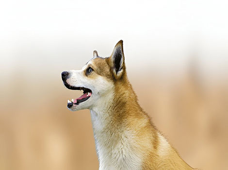 norwegian lundehund and six toes adaptation