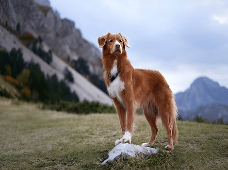 nova scotia duck tolling retriever and marshland habitat