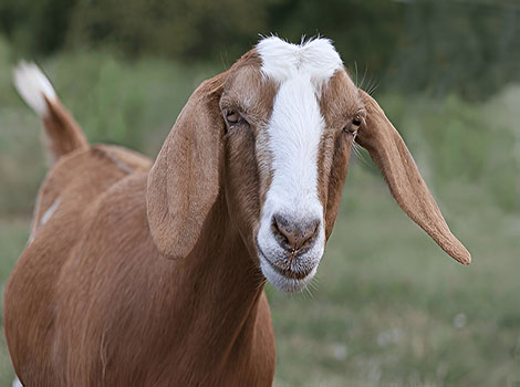 nubian goat and arid African landscape
